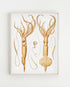 frame squid wall decor